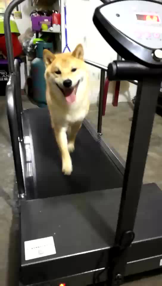 Dog Treadmill Cheap Buy Dog Treadmill Cheap,Dog Slat Mills For Sale