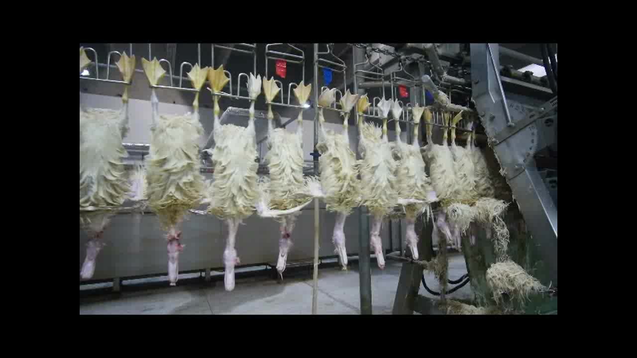 100bph-10000bph Poultry Chicken Slaughter Abattoir Processing Equipment 