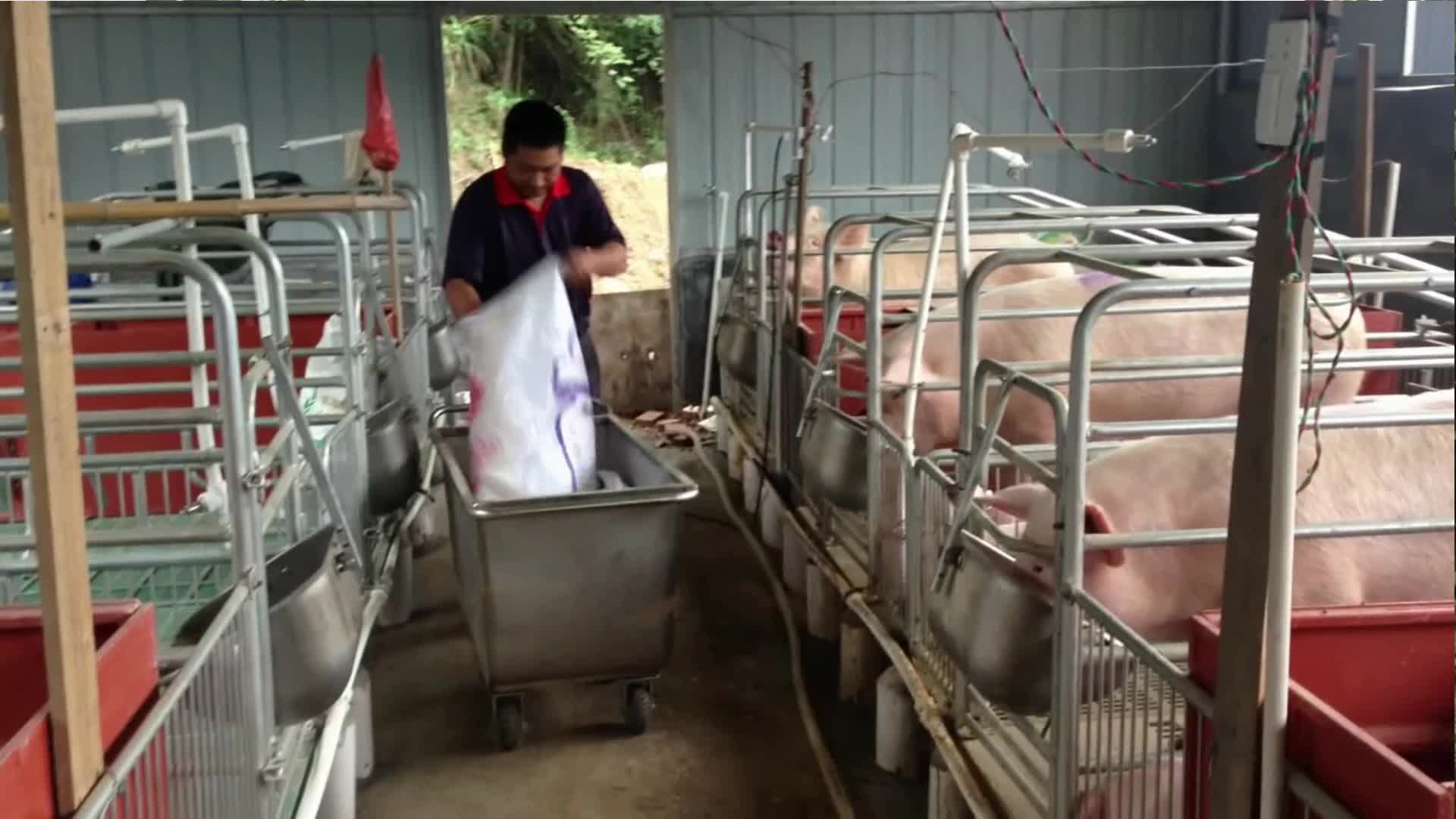 湖南养殖户周财文使用金沙js3833保健养猪产品视频