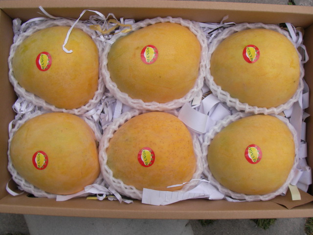 新鲜水果海南黄金澳芒黄皮芒果|一淘网优惠购