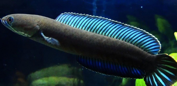 阿萨姆雷龙 蓝帆七彩雷龙鱼 蛇头鱼 小型雷龙鱼 雷龙|一淘网优惠购|购就省钱