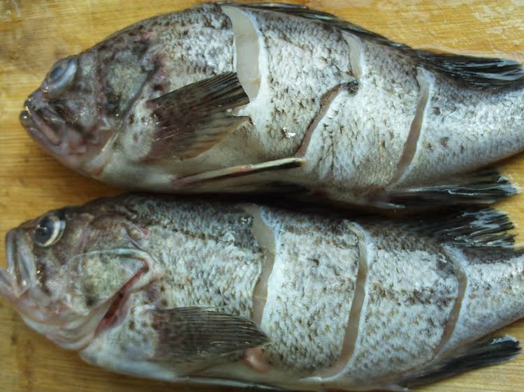 烟台莱州活海 新鲜黑鱼海鱼乌鱼鲜活 财鱼 自家