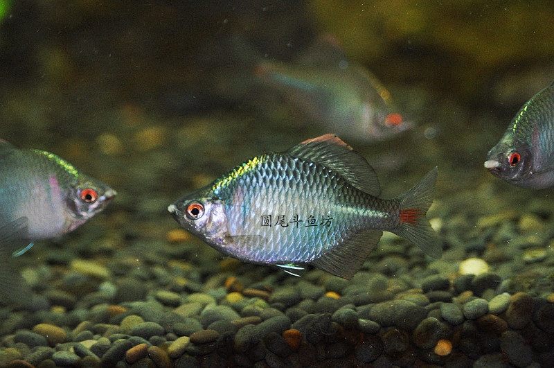 原生鱼 观赏鱼 冷水鱼 冬天不加温高体鳑皮|一淘