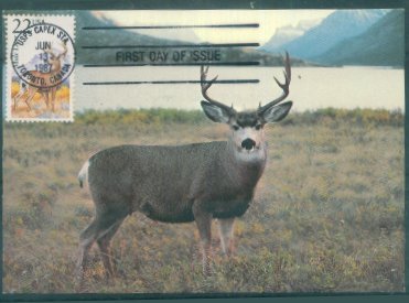 PA4153美国1987州动物美洲黑尾鹿极限片见详