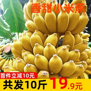 guangxi fresh millet banana with box 10 catties banana banana seasonal fresh fruit in season millet coke 5