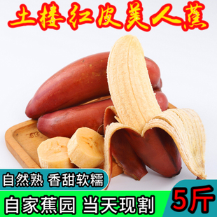 5 jin of red bananas are cut on the same day. red skin banana, a fresh fruit, tianbao red skin banana, is cut in tulou, fujian province