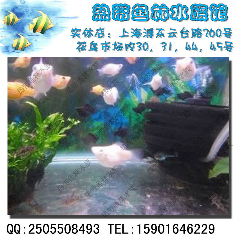 皮球黑玛丽(热带鱼观赏鱼批发小型鱼小金鱼缸