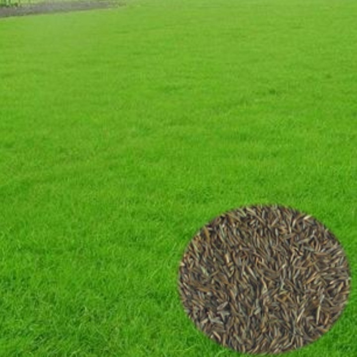 草坪种子 马尼拉草坪种子 草籽 耐践踏 耐修剪