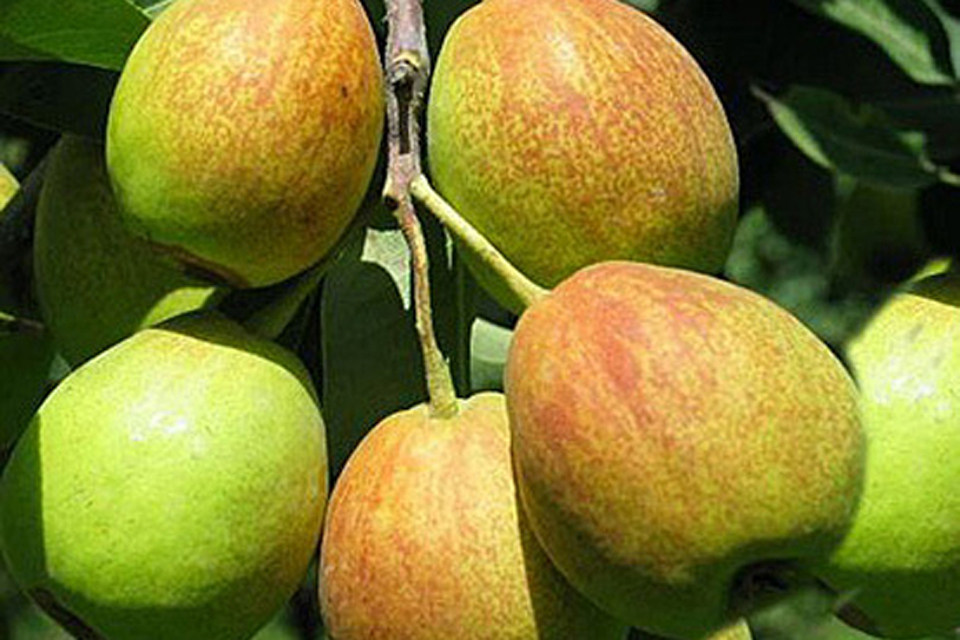 武汉库尔勒<em>香梨</em>团购,武汉库尔勒<em>香梨</em>打折优惠