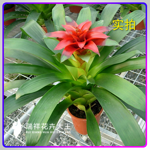 凤梨花 鸿运当头花 空气凤梨 绿植盆栽 观赏植物