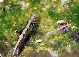 金背黑壳虾颜色有好几种,随机挑选,买5送1|一淘