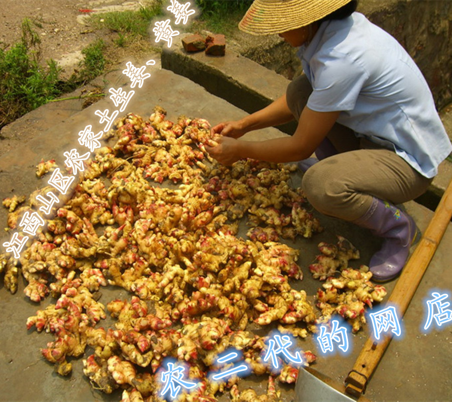 江西山区 农家有机生姜 老姜 土姜 月子姜小黄姜