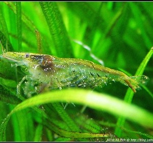 观赏虾活体黑壳虾鱼缸宠物虾草杠除藻清洁虾1