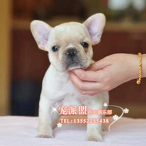 牛犬幼犬\/宠物狗法牛三个月保健康京津唐可送