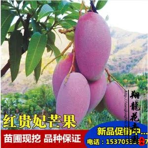 批发四季芒果小苗芒果树苗当年结果南北方种植