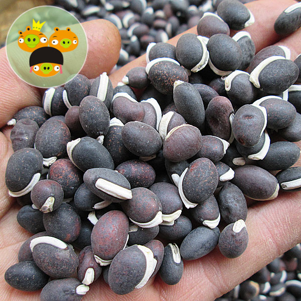 农家自产黑扁豆500g 黑豆五谷杂粮大豆杂粮 非转基因大豆满68包邮