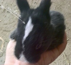 小白兔宠物兔宝宝 公主兔熊猫兔子黑兔灰兔小