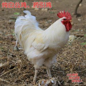纯白公鸡 药引白毛公鸡 大白公鸡 药引鸡 双冠公