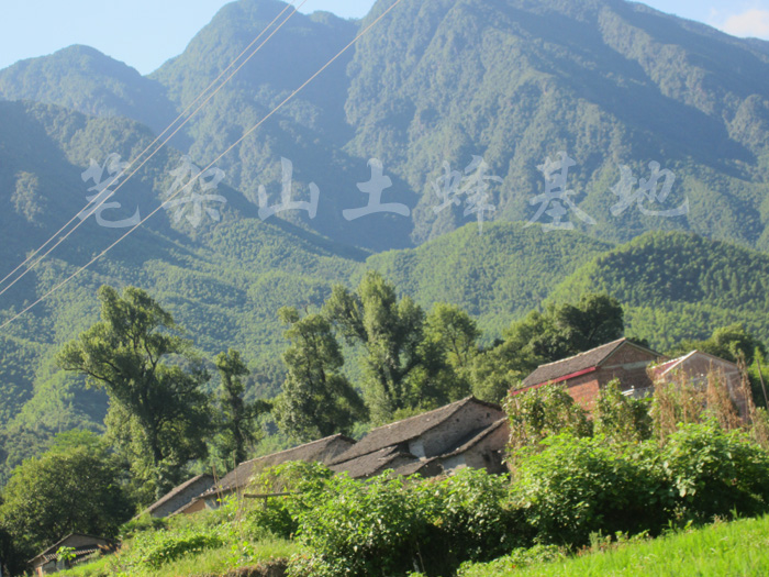 直播专拍 乡里赶集在类目 传统滋补营养品, 蜂蜜中 - 来自Buy2taobao.com提供专业的淘宝代购服务