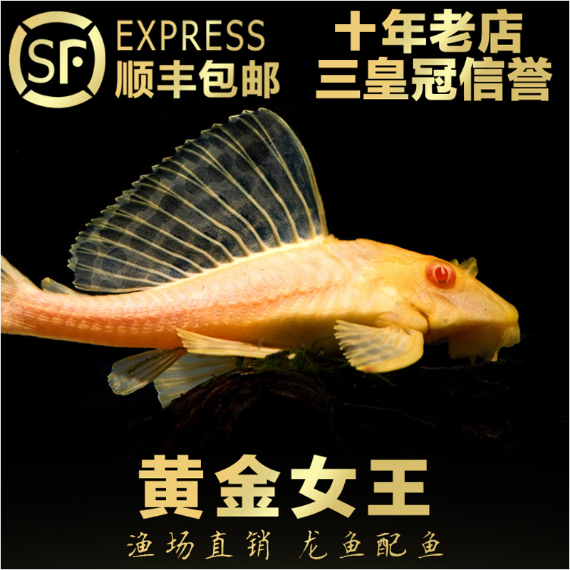 女王清道夫女王异型鱼豹纹清道夫鱼活体女王大帆金龙红龙鱼搭配鱼|ruв категории животное/Животное питание и принадлежностей, аквариум мира, рыба - от Buy2taobao.com для оказания профессиональной услуги покупки агента Taobao