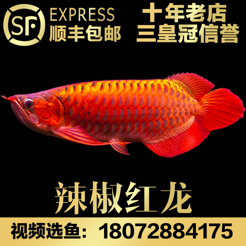 臻龙殿 印尼红龙鱼活体辣椒红龙鱼超血红龙苗 金龙鱼活鱼小龙鱼苗|ruв категории животное/Животное питание и принадлежностей, аквариум мира, рыба - от Buy2taobao.com для оказания профессиональной услуги покупки агента Taobao