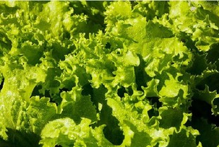  满包邮 特价促销 新鲜蔬菜 生菜 花叶生菜 蔬菜沙拉 拌菜 500g