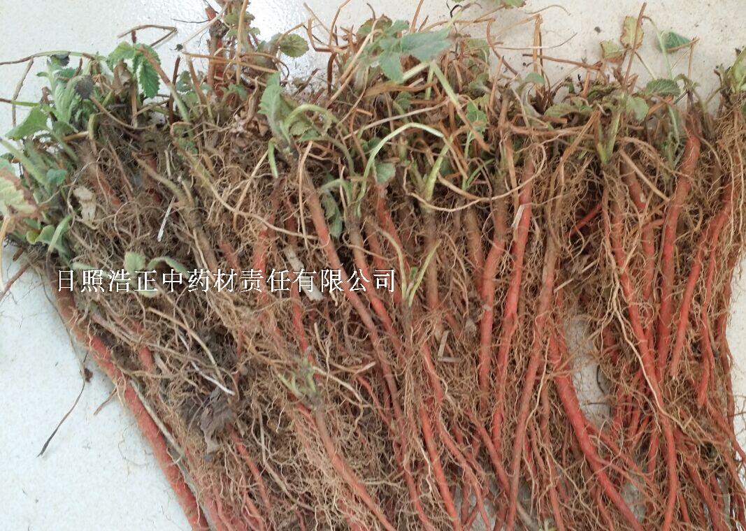 正宗白花丹参苗丹参种苗 红参苗药材丹参苗 盆栽花卉草白花丹参苗|ruв категории доставка цветов/цветок моделирования/растения садоводства, цветок/растения в горшках (новый), растения - от Buy2taobao.com для оказания профессиональной услуги покупки агента Taobao
