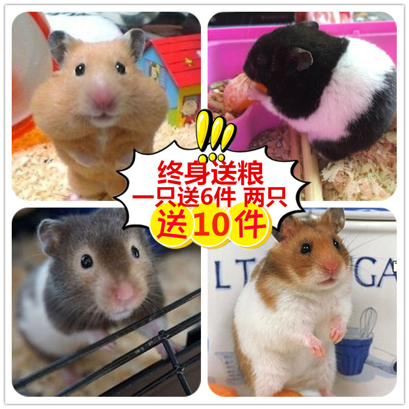 1 giant Hamsters Thoroughbred Watkins Bear Living creatures living thing Tiger Dairy cow Eye socket Baby hamsterin the Pet/Pet food and supplies , Class pet hamsters and other small , Hamsters category - from Buy2taobao.com to provide professional Taobao agent buy service