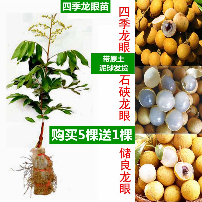 龙眼苗正宗嫁接桂圆树苗一棵包邮储良石硖盆栽四季龙眼果树苗在类目 鲜花速递/花卉仿真/绿植园艺, 花园植物/行道树/果树, 果树中 - 来自Buy2taobao.com提供专业的淘宝代购服务