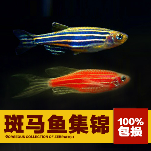 观赏鱼斑马鱼 活体热带鱼 小型缸淡水鱼可观赏虾混养红蓝斑马包邮在类目 宠物/宠物食品及用品, 水族世界, 鱼中 - 来自Buy2taobao.com提供专业的淘宝代购服务