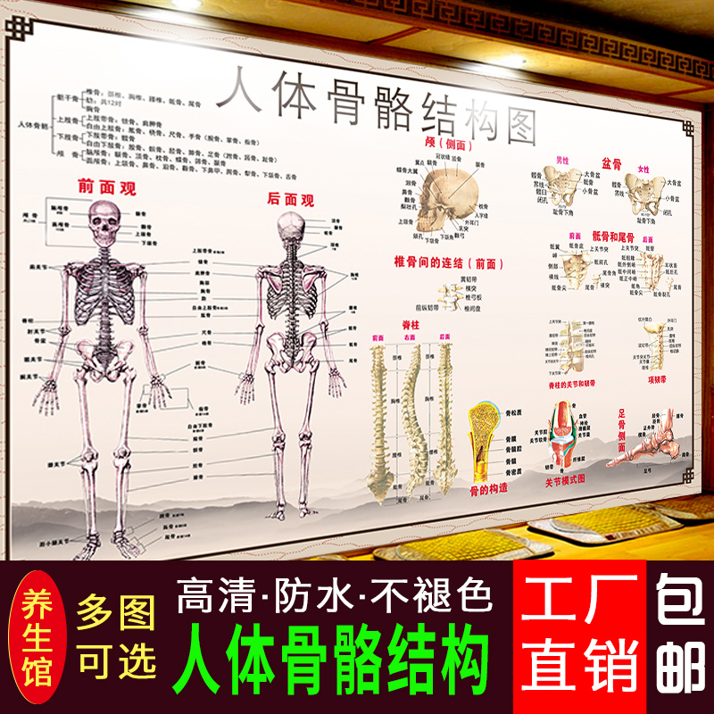 人体骨骼肌肉结构图医院海报人体解剖挂图医用人体器官结构图挂图|msdalam kategori adat peribadi/Design Services/DIY, setiap hari/adat hiasan, photo/percetakan poster - dari Buy2taobao.com untuk memberikan perkhidmatan ejen Taobao profesional membeli