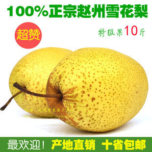  梨子雪梨正宗赵县雪花梨有机水果生态种植新鲜胜苹果橙子10斤