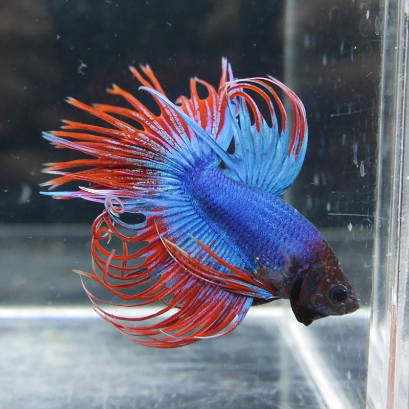 泰國獅王鬥魚半月母觀賞進口觀賞熱帶魚活體獅王精品對圖選魚在類目 寵物/寵物食品及用品, 水族世界, 魚中 - 來自Buy2taobao.com提供專業的淘寶代購服務