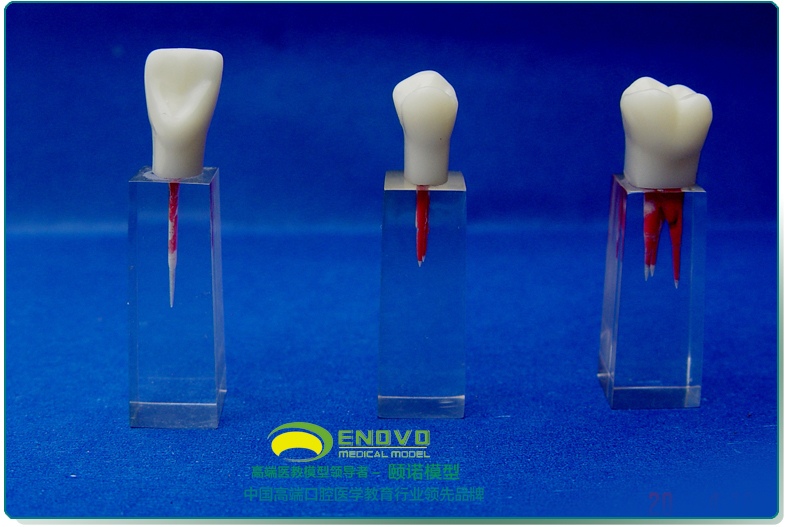 enovo正品口腔科实习用根管模型牙体牙髓学根管充填和窝洞制备