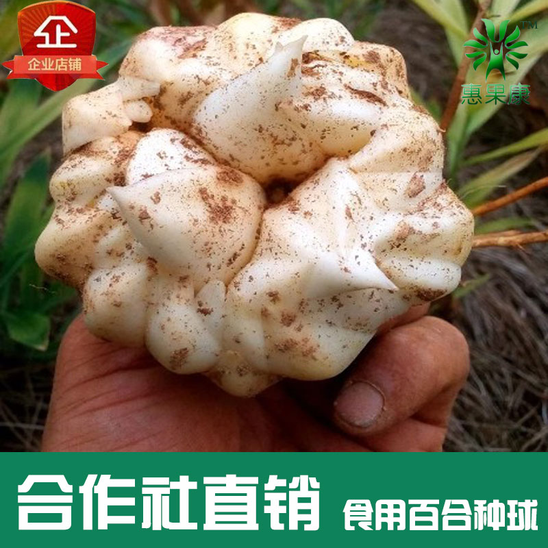 湖南高片龙牙百合种球食用鲜百合种子非药兰州一代二代非香水盆栽|ruв категории доставка цветов/цветок моделирования/растения садоводства, цветок/овощи и фрукты/газон семян (новая), мяч - от Buy2taobao.com для оказания профессиональной услуги покупки агента Taobao