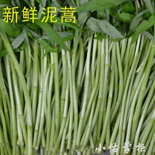  湖北名菜蓠蒿芦蒿 蒿子 泥蒿 蒌蒿 藜蒿 新鲜野菜 有机蔬菜500g