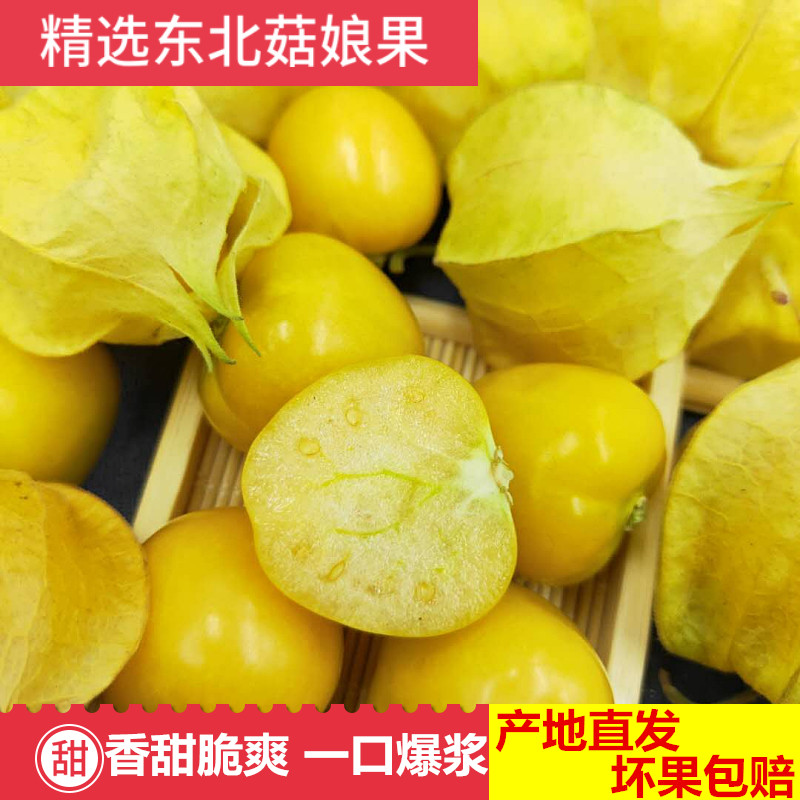 Northeast Girl 3 Hongguniang Yellow Mushroom fruit Lantern fruit Season fresh fruit 3 poundsin the Aquatic meat/Fresh fruits and vegetables/Cooked , Fresh fruit , Other category - from Buy2taobao.com to provide professional Taobao agent buy service