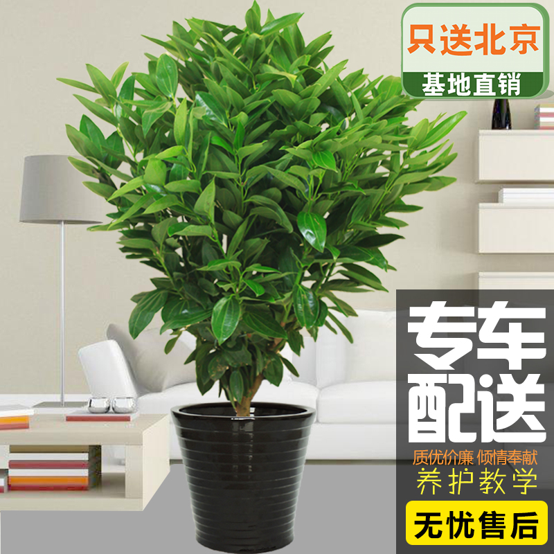 大型元宝树平安树摇钱树盆栽花卉绿植开业礼品老板办公室内吸甲醛在类目 鲜花速递/花卉仿真/绿植园艺, 花卉/绿植盆栽(新), 绿植中 - 来自Buy2taobao.com提供专业的淘宝代购服务