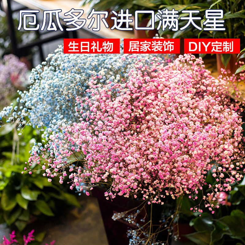 厄瓜多尔进口满天星鲜花七彩色散花满天星干花花束新房装饰摆放|msdalam kategori Aksesori rumah, pasu/bunga/bunga tiruan/perhiasan imitasi, bunga kering/Petal/pakej bunga kering/ranting kering - dari Buy2taobao.com untuk memberikan perkhidmatan ejen Taobao profesional membeli