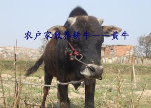  农户家养耕牛肉新鲜 绿色食品