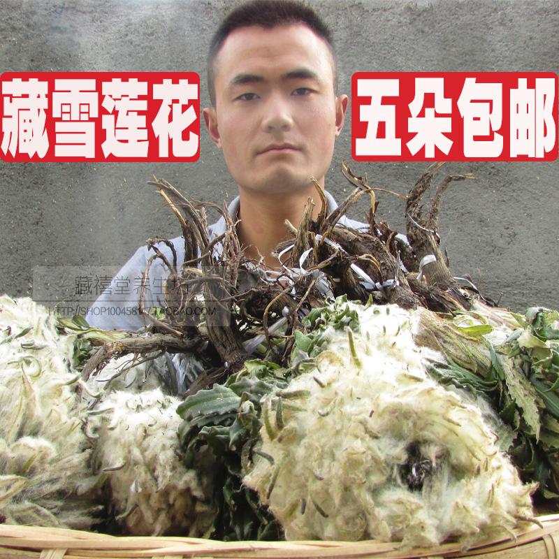 产地收购野生藏雪莲正品雪莲花 大朵质量远超天山雪莲 5朵包邮在类目 传统滋补营养品, 其他传统滋补品, 传统滋补品其他中 - 来自Buy2taobao.com提供专业的淘宝代购服务