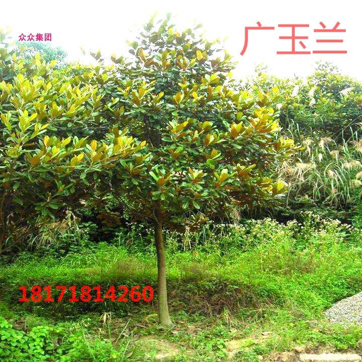 Xianning Magnolia Magnolia Big tree Four seasons Evergreen green engineering Seedlings courtyard Botany Trees Potted plantin the Flower delivery/Flowers simulation/Plants gardening , Garden Plants/Trees/Fruit tree, Trees/Arbor category - from Buy2taobao.com to provide professional Taobao agent buy service