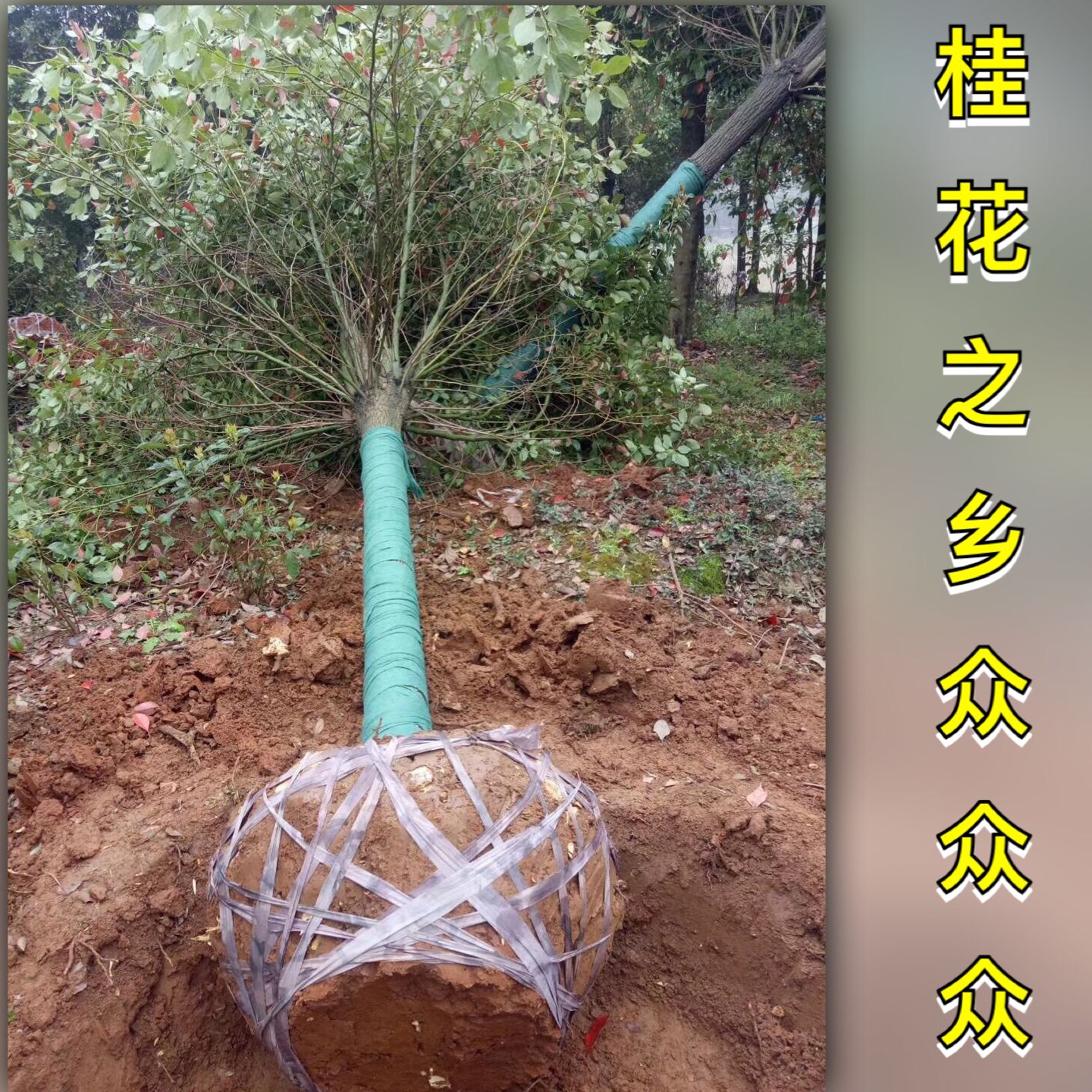 香樟樹苗木綠化庭院植物大小葉香樟樹四季常青驅蚊植物南北方種植在類目 鮮花速遞/花卉仿真/綠植園藝, 花園植物/行道樹/果樹, 行道樹/喬木中 - 來自Buy2taobao.com提供專業的淘寶代購服務