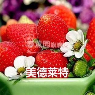 【居家】四季草莓苗盆栽 买二送一