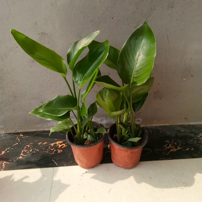 室內盆栽天堂鳥鶴望蘭中大型綠葉植物進化空氣吸甲醛辦公室綠植在類目 鮮花速遞/花卉仿真/綠植園藝, 花卉/綠植盆栽(新), 綠植中 - 來自Buy2taobao.com提供專業的淘寶代購服務