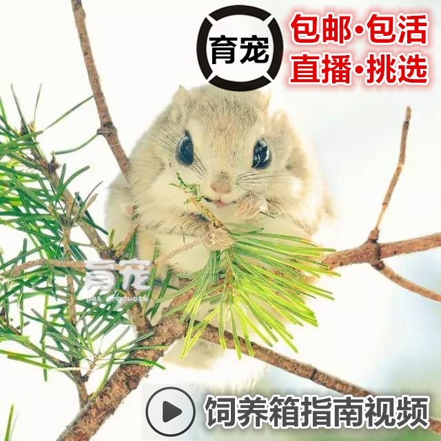 养殖场飞鼠活体非洲迷你刺猬幼崽拇指松DD鼠花枝鼠蜜袋鼯亲人宠物在类目 宠物/宠物食品及用品, 仓鼠类及其它小宠, 飞鼠中 - 来自Buy2taobao.com提供专业的淘宝代购服务