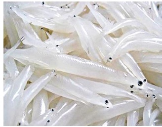 生猛海鲜新鲜野生小银鱼白饭鱼银鱼摊鸡蛋海鲜美味-淘宝网