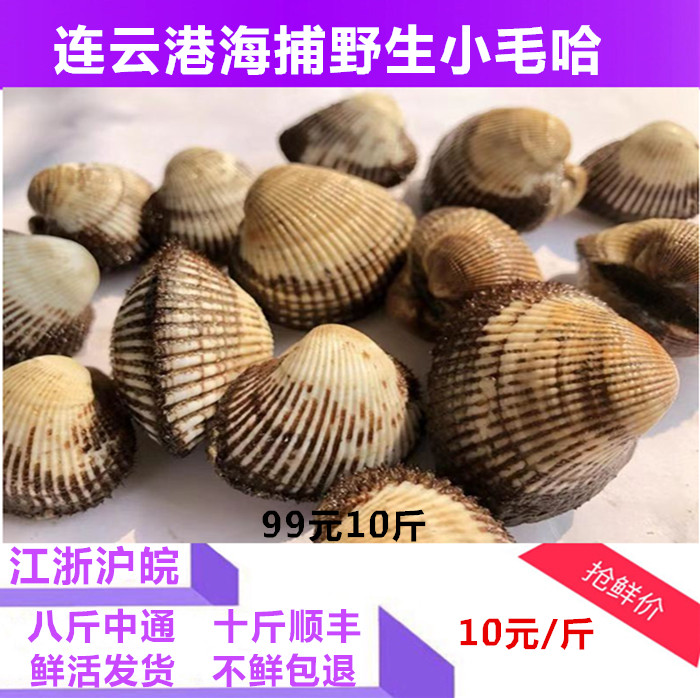 今日海鲜水产 新鲜新鲜毛蛤蜊毛蜊毛哈血蛤毛蚬鲜活贝类水产一斤在类目 水产肉类/新鲜蔬果/熟食, 海鲜/水产品/制品, 贝类, 贝类制品中 - 来自Buy2taobao.com提供专业的淘宝代购服务