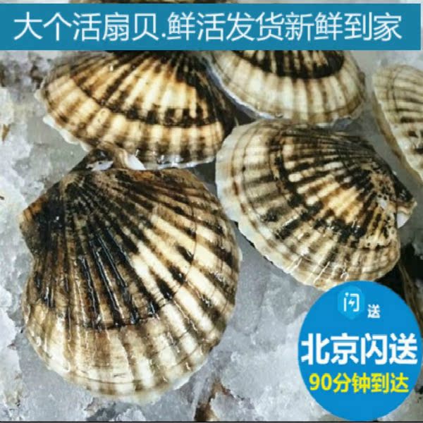 鮮活扇貝 野生新鮮扇貝 活扇貝95克只海鮮夏威夷貝 燒烤扇貝閃送在類目 水產肉類/新鮮蔬果/熟食, 海鮮/水產品/製品, 貝類, 貝類製品中 - 來自Buy2taobao.com提供專業的淘寶代購服務