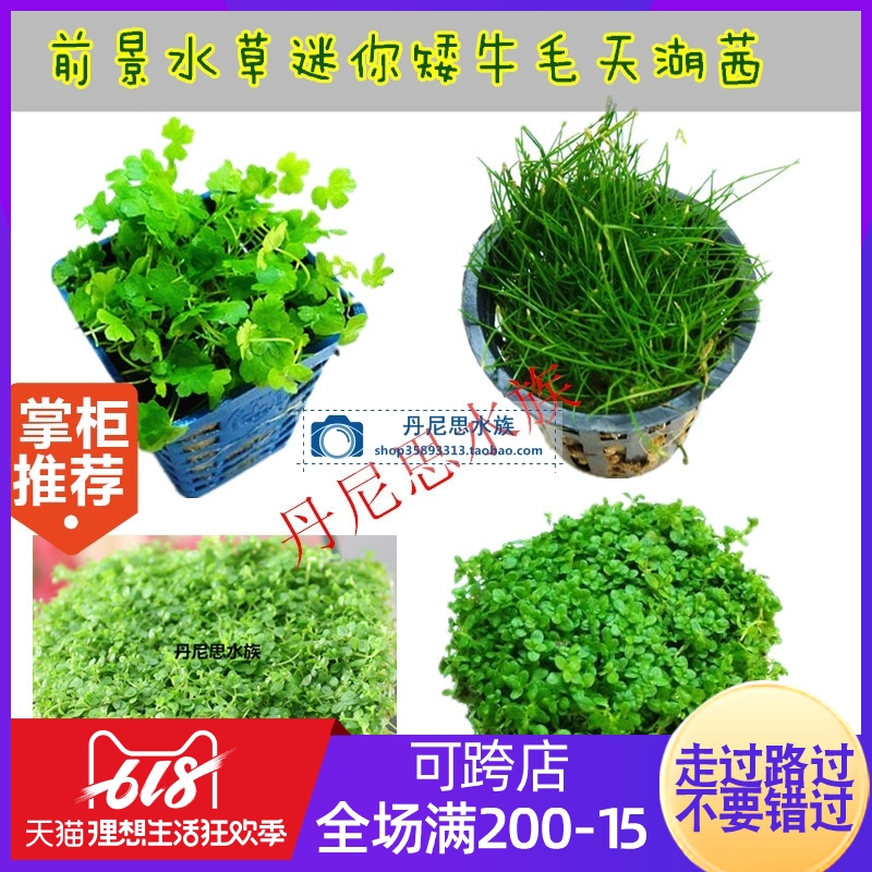 鱼缸水族箱前景水草迷你矮牛毛天湖茜挖耳爬地矮珍珠小宝塔包邮在类目 宠物/宠物食品及用品, 水族世界, 鱼缸等水族设备, 水草中 - 来自Buy2taobao.com提供专业的淘宝代购服务
